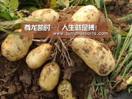 种植基地六